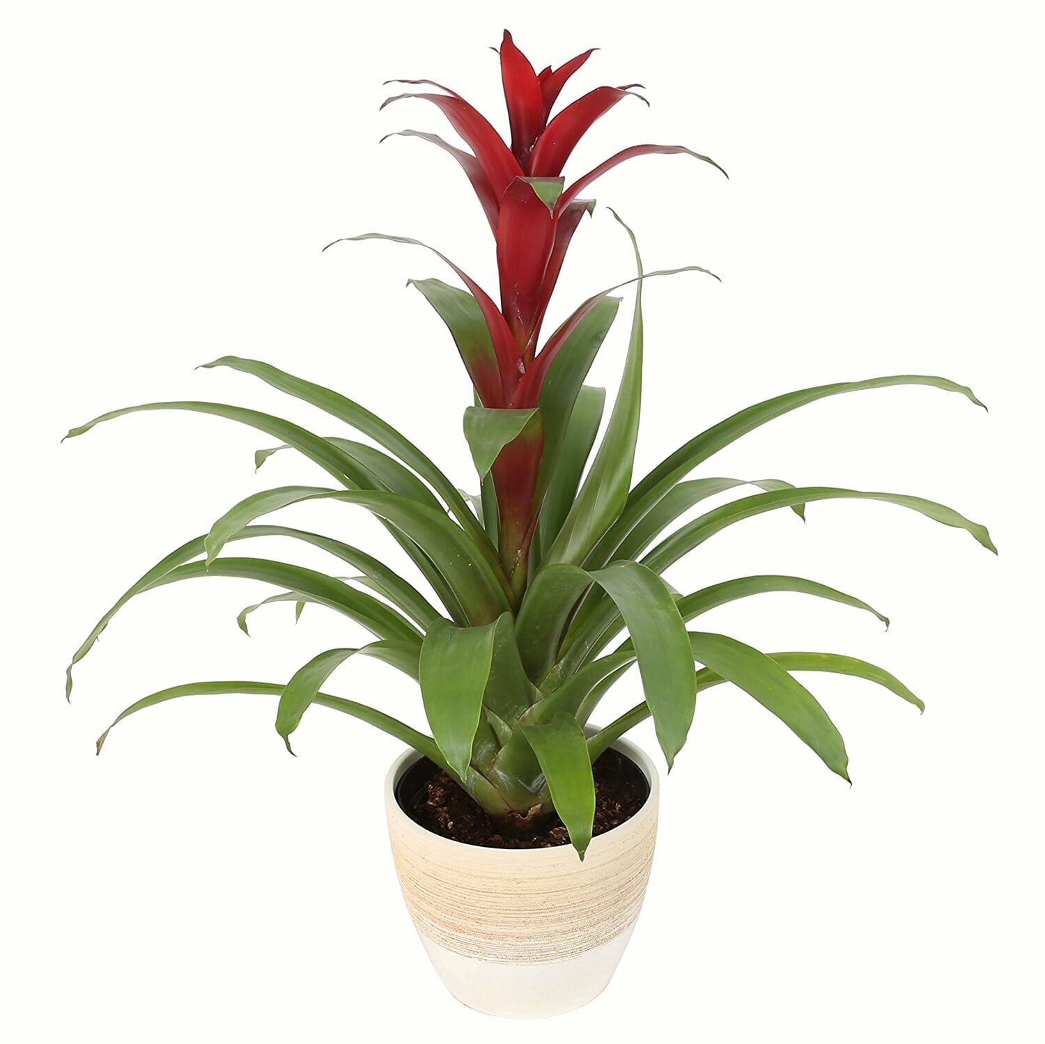 gifts-for-hostess-plant