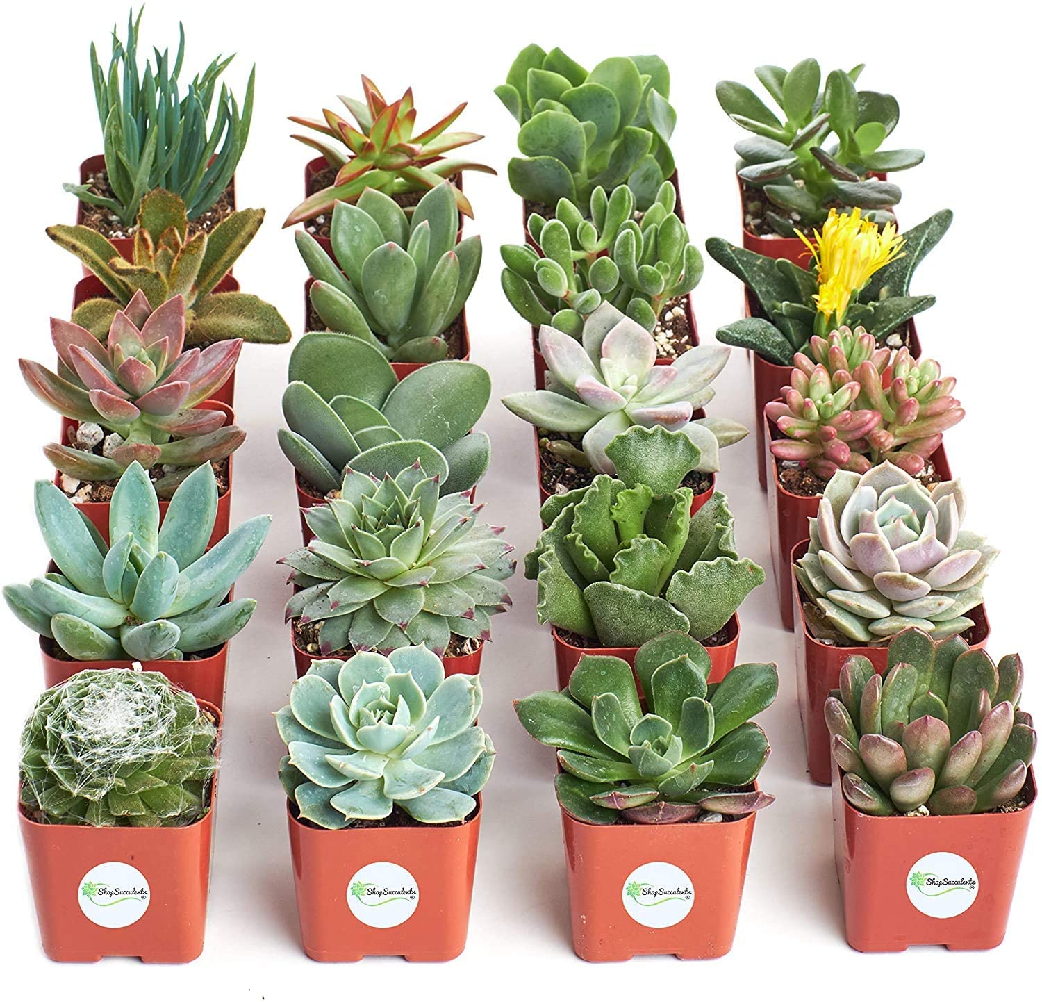 gifts-for-teenage-girls-succulents
