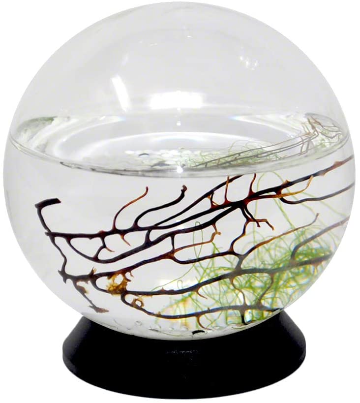 gifts-for-people-who-have-everything-ecosphere