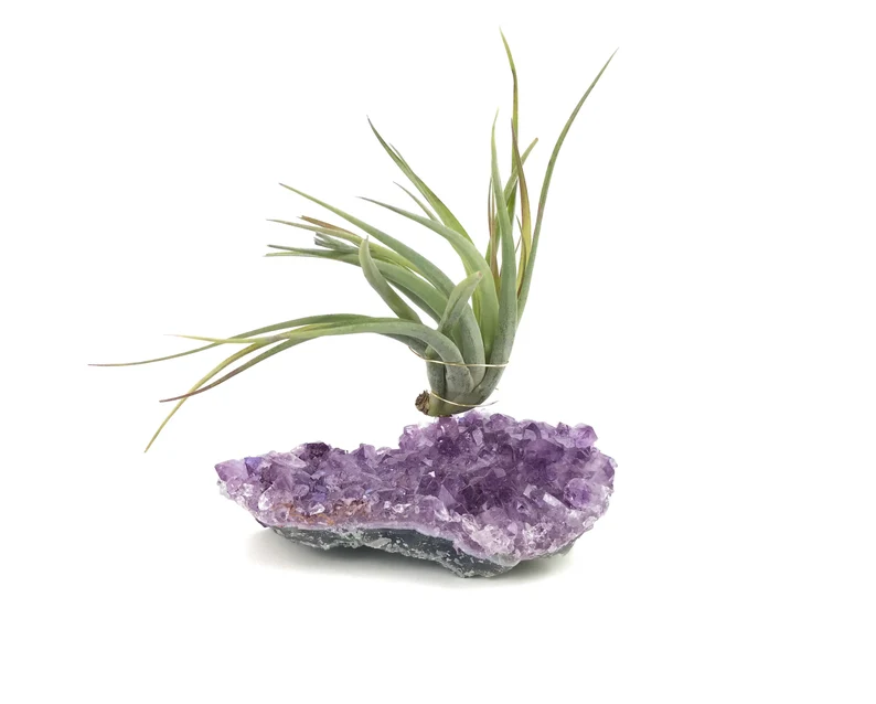 mothers-day-gift-from-son-air-plant