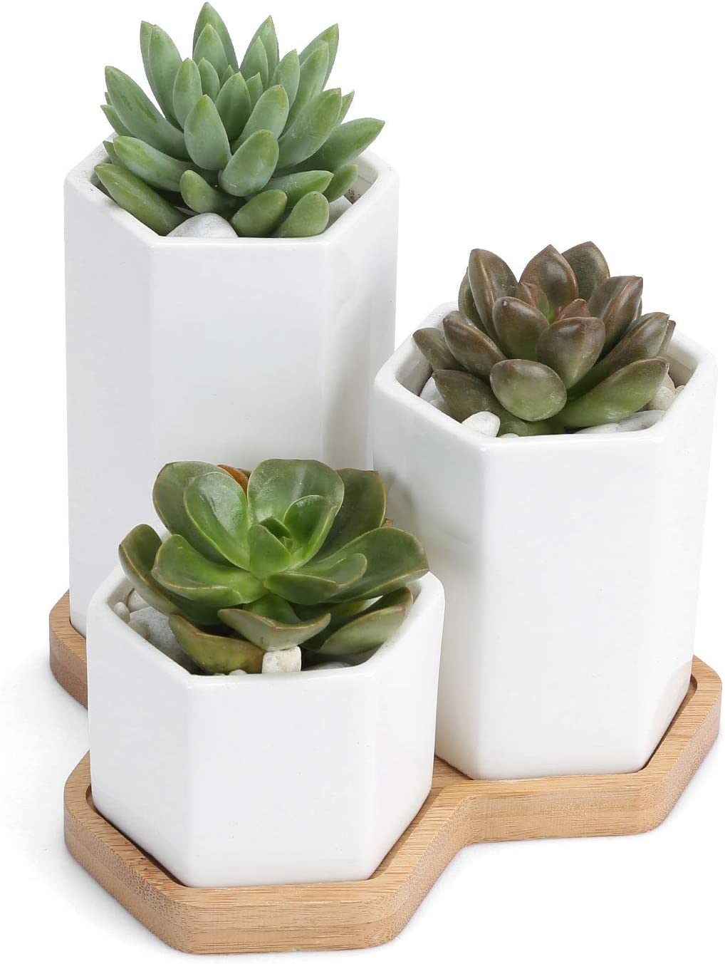 inexpensive-gifts-for-coworkers-succulents