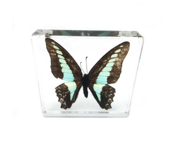 butterfly-gifts-paperweight