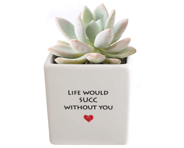 gifts-for-introverts-plant