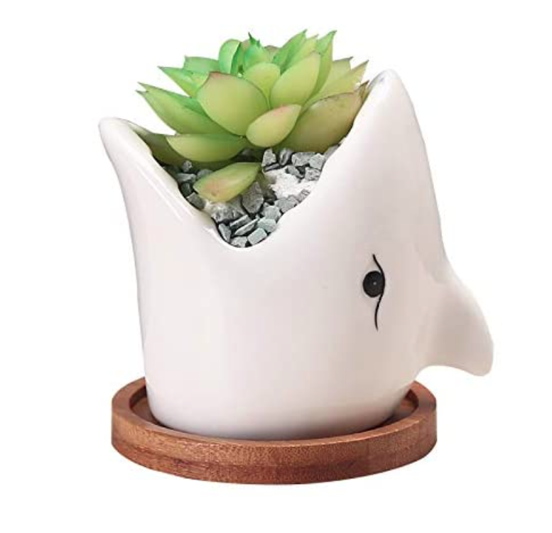 shark-gifts-succulent