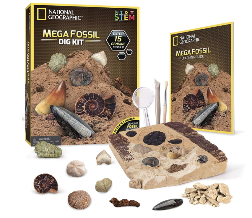 shark-gifts-fossil-kit