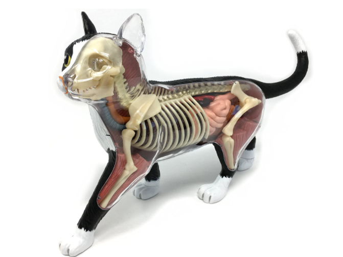 veterinarian-gifts-cat