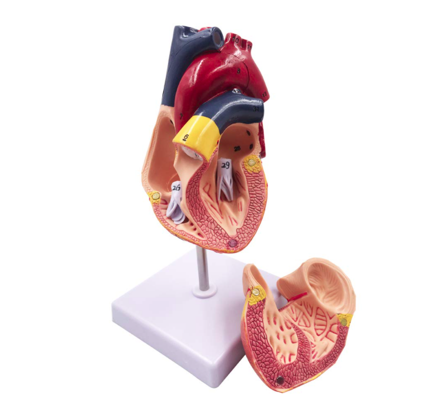 cardiologist-gifts-heart-model