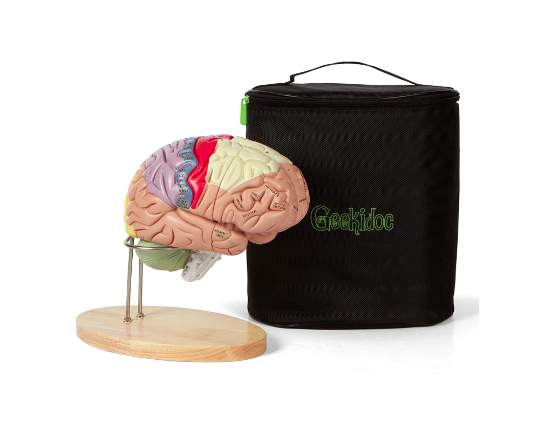 psychology-gifts-human-brain-model