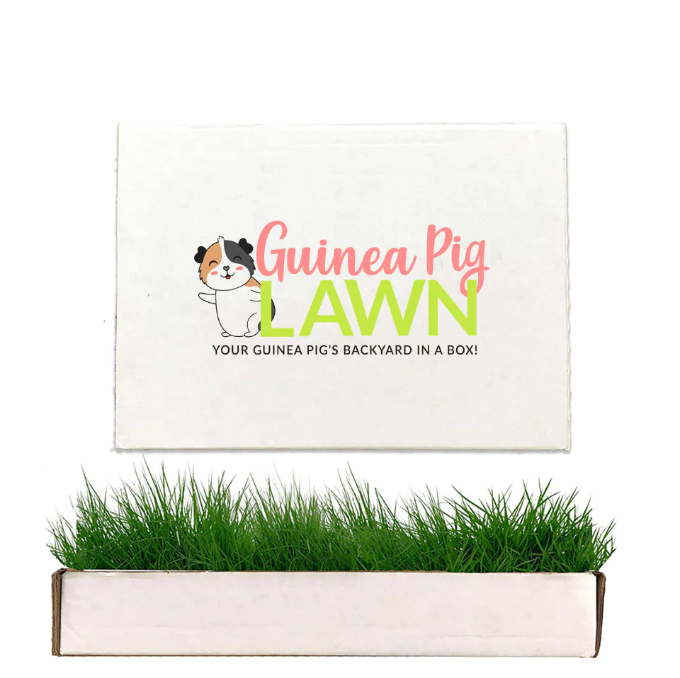 gifts-for-guinea-pigs-lawn